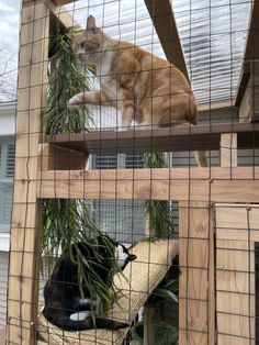 an orange and white cat sitting on top of a hammock in a cage