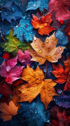 colorful autumn leaves with water droplets on them