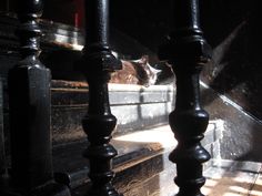 a cat is sitting on the stairs next to some railings