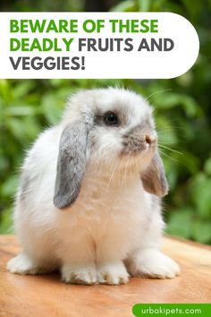 a rabbit sitting on top of a wooden table next to a speech bubble that says, beware of these deadly fruits and veggies