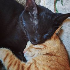 an orange and black cat laying on top of a couch next to a sleeping kitten