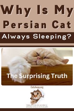 Why is my Persian cat always sleeping? Several factors influence a Persian cats sleep habits, such age and even genetics but it could also be an underlying factor that something isn't right with your cat. Discover why your Persian cat is sleeping so much so that as a responsible cat owner you can better understand your pet's behavior and recognize when to seek professional advice. Cat Exercise Wheel, Sleep Habits, Cat Exercise, Exercise Wheel, Older Cats, Cat Care Tips, Senior Cat