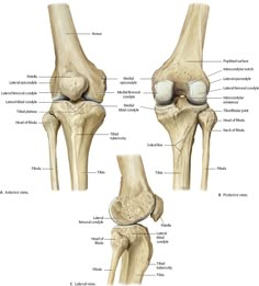 Base Anatomy, Functional Anatomy, Skeleton Muscles, Joints Anatomy, Human Body Organs, Plant Styling, Gross Anatomy