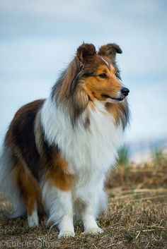 a brown and white dog standing on top of a grass covered field