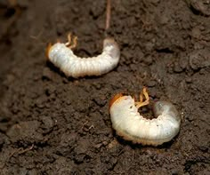 two caterpillars are sitting on the ground next to each other in the dirt