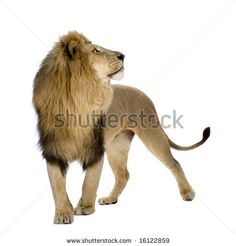 a lion standing on its hind legs with it's head turned to the side