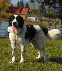 a large black and white dog standing on top of a grass covered field next to a fence