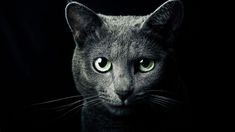 a gray cat with green eyes looking at the camera in front of a black background