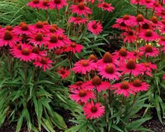 pink flowers are blooming in the garden next to some yellow and green plants with red centers