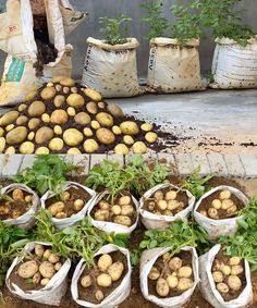 potatoes and carrots are in bags on the ground