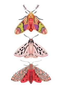 three different colored moths are shown in this image, one is orange and the other is pink