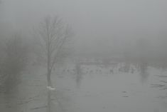 a flooded street with trees and bushes in the background on a foggy, overcast day