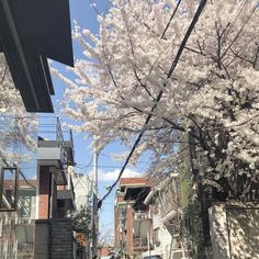 a car parked on the side of a road next to trees with white flowers in bloom