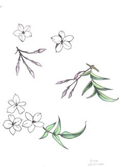 some white flowers and green leaves on a white background with watercolor pencils in it