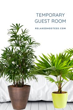 two potted plants sitting next to each other on top of a wooden floor in front of a white wall