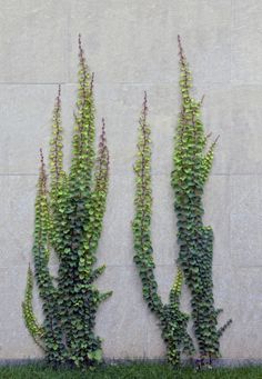 two green plants growing out of the side of a building with text reading creeping fig for wall in window planting are you can see