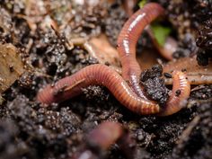 a close up of a worm on the ground