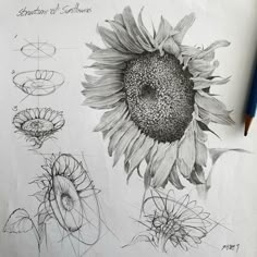 a pencil drawing of a sunflower and other flowers