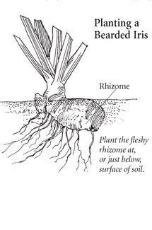 an image of a plant with roots labeled