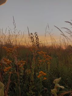 tall grass and yellow flowers are in the foreground, with an orange sky in the background