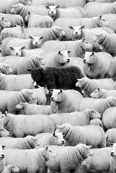 a herd of sheep standing next to each other