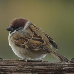 a brown and white bird sitting on top of a tree branch in front of a blurry background