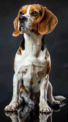 a brown and white dog sitting in front of a black background with its reflection on the ground