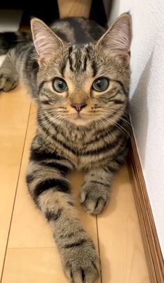 a cat is laying on the floor next to a wall and looking at the camera