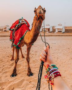 a person holding onto a camel in the desert