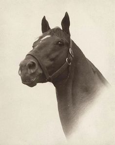 a black and white photo of a horse with its head turned to the side, wearing a bridle