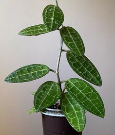 a potted plant with green leaves in it