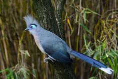 a blue and white bird sitting on top of a tree branch