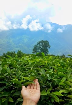 a hand reaching for leaves in the middle of a tea field with mountains in the background