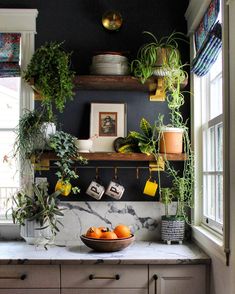 a bowl of oranges sitting on top of a kitchen counter next to potted plants