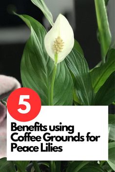 Elevate your Peace Lily care routine with the power of coffee grounds. Discover how these humble grounds provide essential nutrients, enhance soil texture, and promote healthy growth. From repelling pests to maintaining proper pH levels, learn how to harness coffee grounds' potential for your thriving Peace Lilies. IG Photo by: botaniaisland Homemade Plant Fertilizer, Coffee Grounds As Fertilizer, Water Plants Indoor, Lily Care