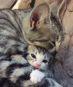 two cats are cuddling together on the couch