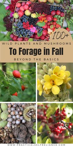 wild plants and mushrooms to fertige in fall beyond the basics by practical heritage