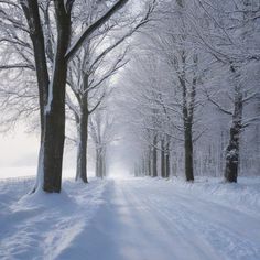 a snow covered road surrounded by trees in the middle of winter