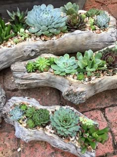 three driftwood planters filled with succulents on brick walkway next to potted plants