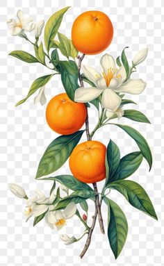 an orange tree with white flowers and green leaves on the branch, hd png