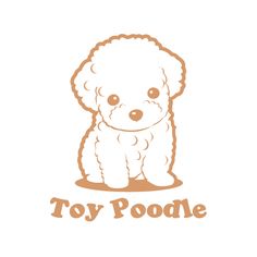 the toy poodle dog is sitting down