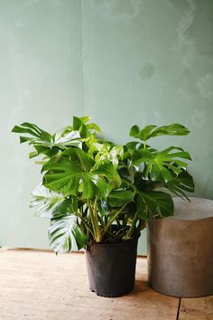 a potted plant sitting on top of a wooden table