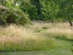 a grassy field with trees and bushes in the background