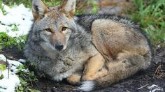 a wolf laying on the ground in the snow