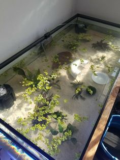 a fish tank filled with plants and rocks