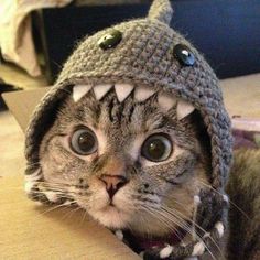 a cat wearing a knitted hat with a shark's teeth on it, looking at the camera