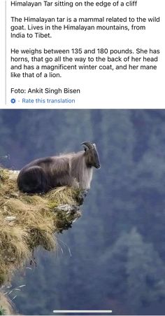 an animal sitting on top of a grass covered hill