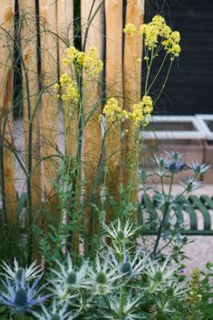 some yellow flowers are growing in the garden