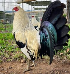 a white and black rooster standing in front of a cage