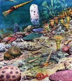 an underwater scene with sea animals and corals